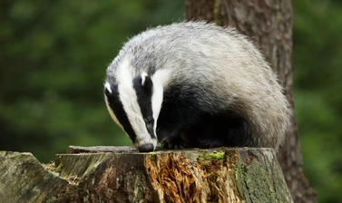 stock photo badger 4