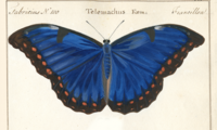 carousel butterfly