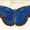 carousel butterfly